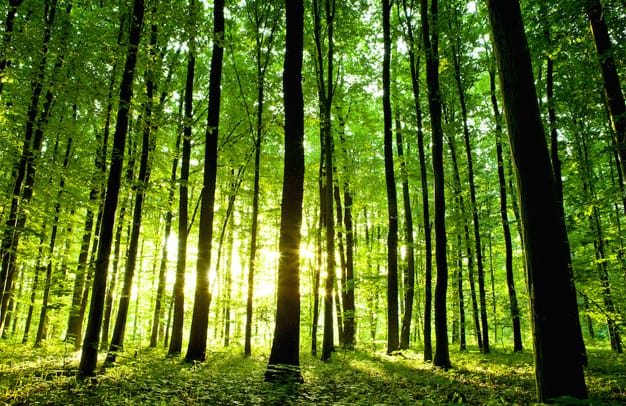 green-cleaning-services-swanley